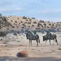 Andre Vorster — Wildebeest