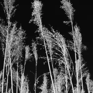 Bettie Coetzee-Lambrecht — Botanic 1