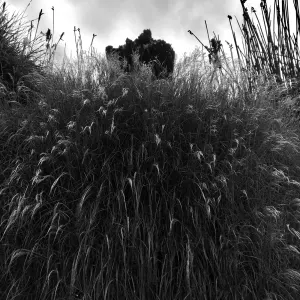 Bettie Coetzee-Lambrecht — Looking Up