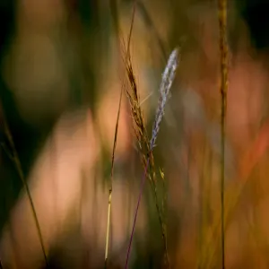 Bettie Coetzee-Lambrecht — Grass pastels
