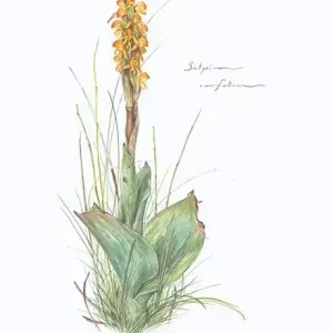 Daleen Roodt — Satyrium-corrifolium