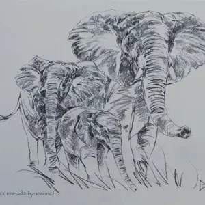 Peter Diggery — Elephants are nomads by instinct