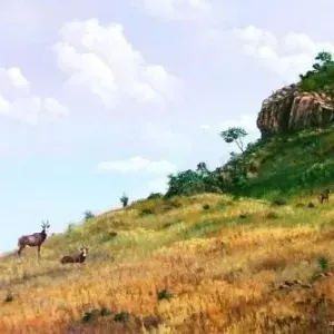 Dennis Clark — Suikerbosrand Reserve